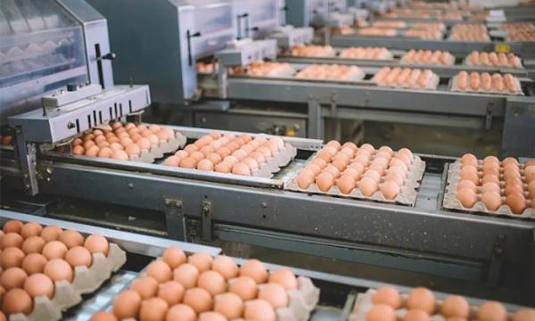The global demand for high-quality eggs